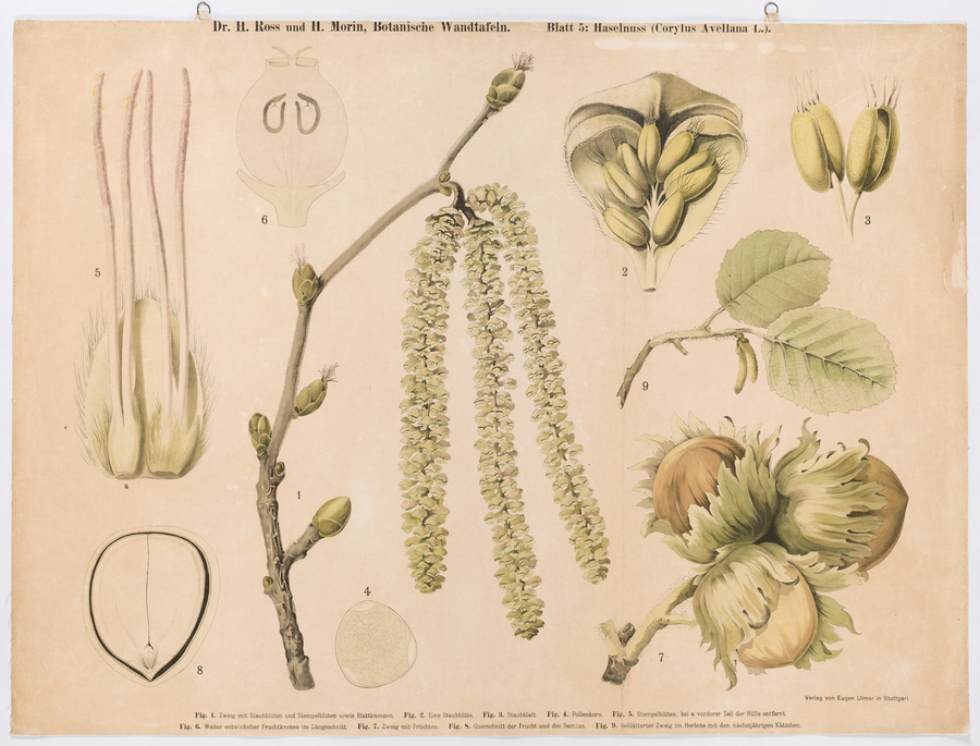 Haselnuss (Corylus avellana L.)